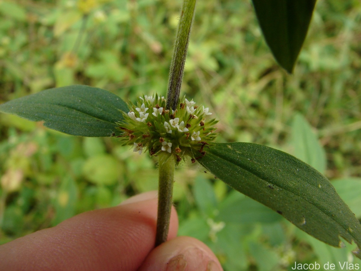 Mitracarpus hirtus (L.) DC.